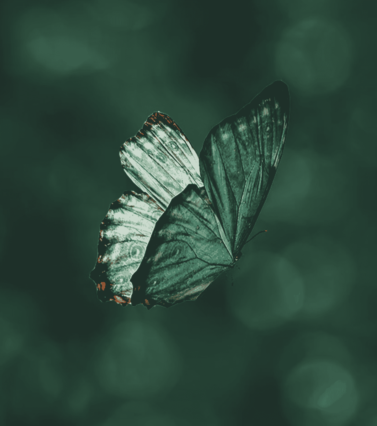 Schmetterling grün